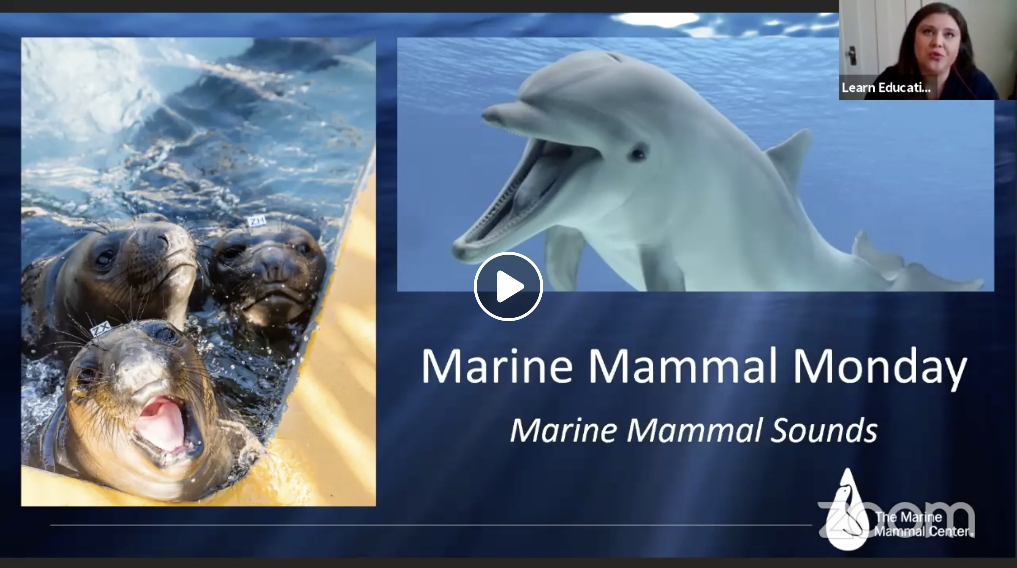 The Marine Mammal Center | Marine Mammal Monday: Marine Mammal Sounds